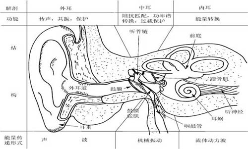耳朵结构图—厦门益耳助听器