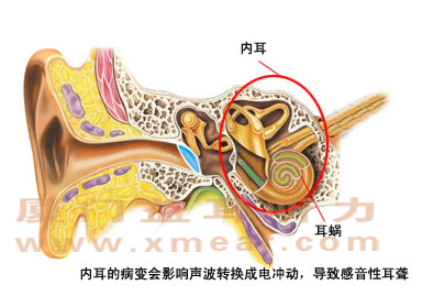 内耳的构造