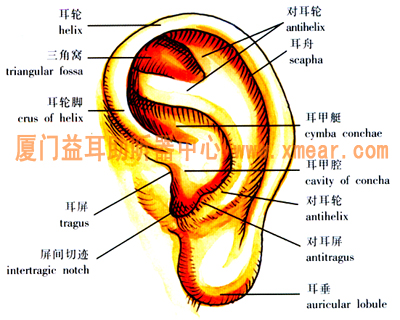 耳廓构造图-厦门益耳听力