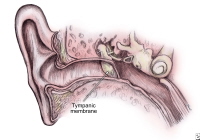 Tympanic membrane (TM) as continuation of the upp...