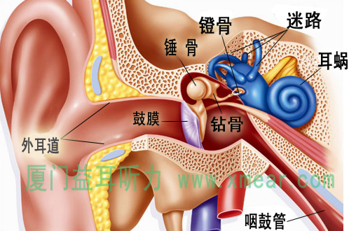 耳朵结构图