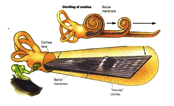 耳蜗毛细胞-厦门助听器-益耳助听器中心