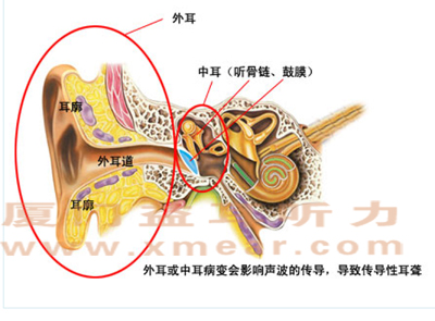 外耳和中耳的构造-厦门益耳听力