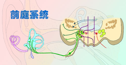 前庭 前庭康复