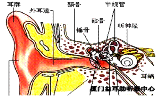 听骨链脱位图片