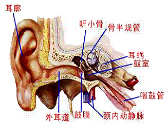 咽鼓管圆枕解剖图图片