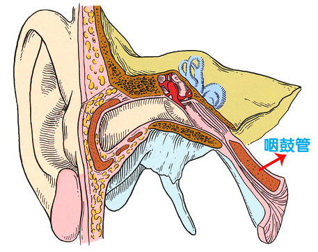 咽鼓管
