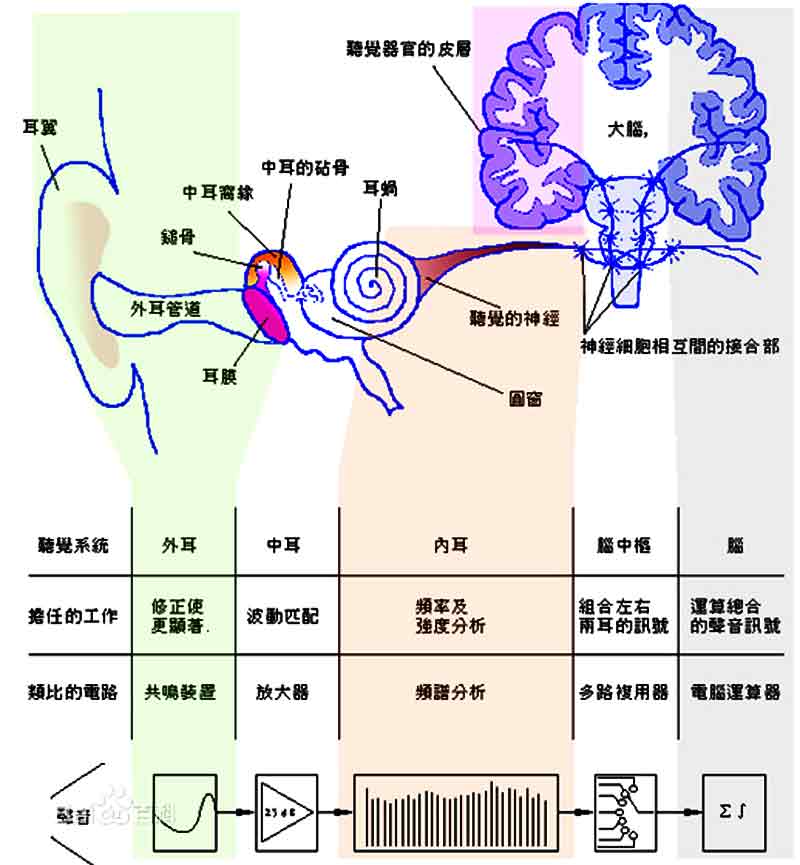 听觉中枢 位置图片